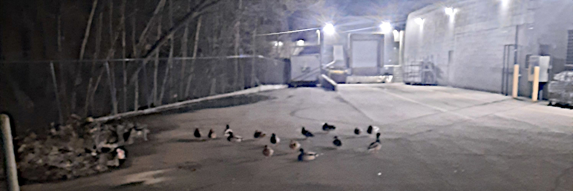A completely unrelated picture of some ducks I saw after getting stranded in Vernon in the middle of the night