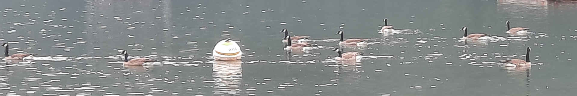 A picture of some geese in Cultus Lake